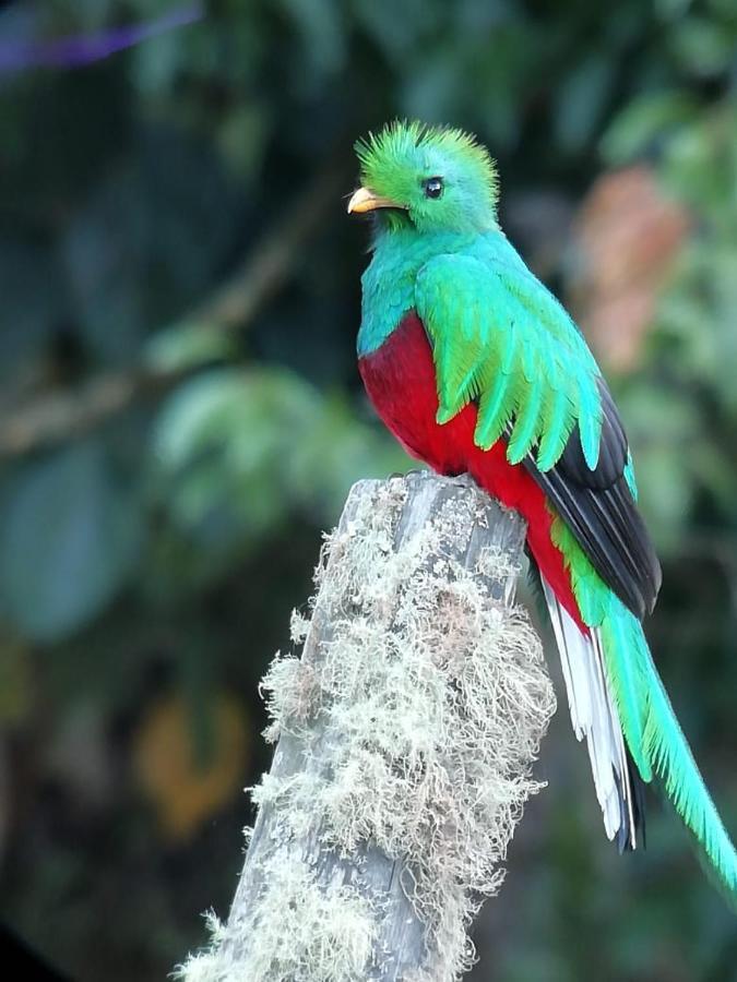 Cabinas El Quetzal San Gerardo de Dota Exterior foto